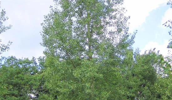 Populus canadensis Koster (Populier)-1