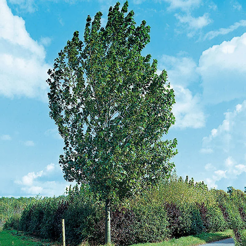 Populus canadensis Robusta (Populier)-1