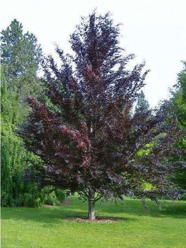 Populus deltoides Purple Tower (Populier)-1