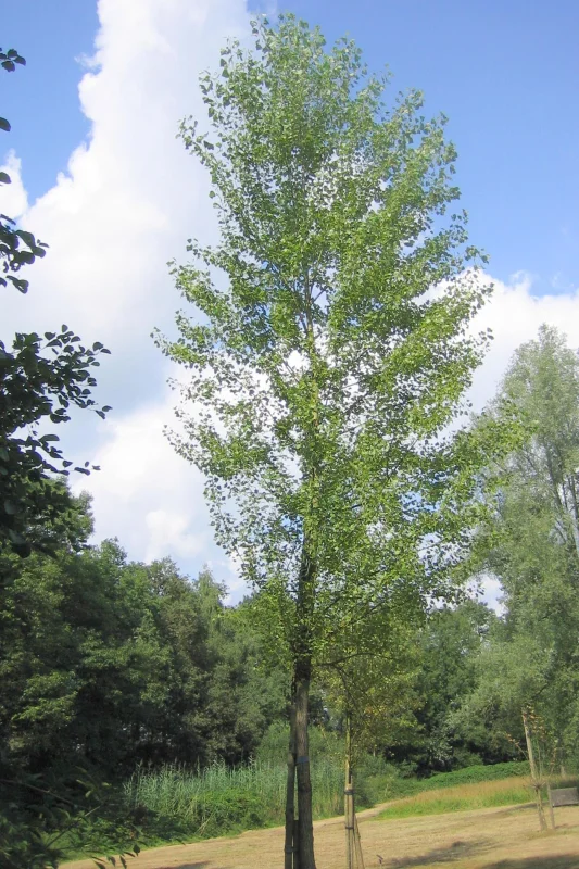 Populus nigra Brandaris (Italiaanse Populier)-1