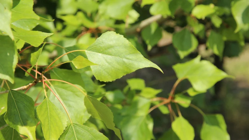 Populus nigra Vereecken (Italiaanse Populier)-1