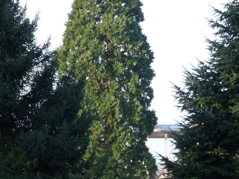 Sequoiadendron Giganteum (Mammoetboom)-1
