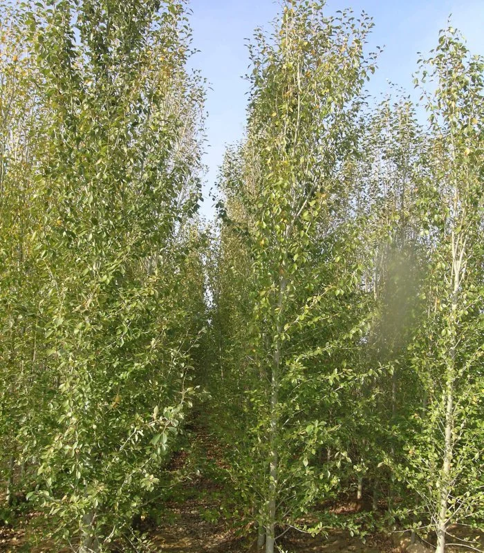 Populus simonii Fastigiata (Populier)-1