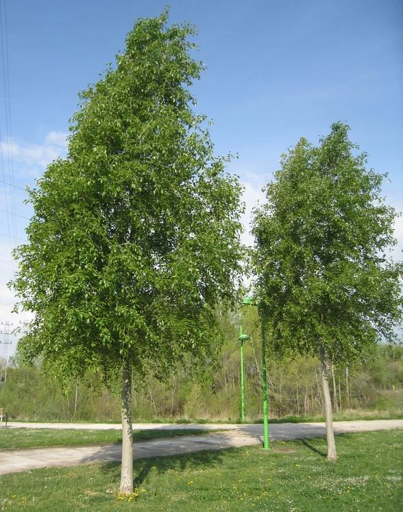 Populus simonii (Populier)-1