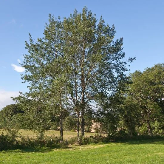 Populus tremula (Populier)-1