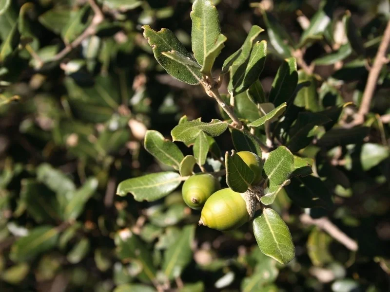 Quercus Ilex (Steeneik Leiboom)-9