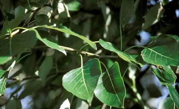 Populus trichocarpa (Populier)-1