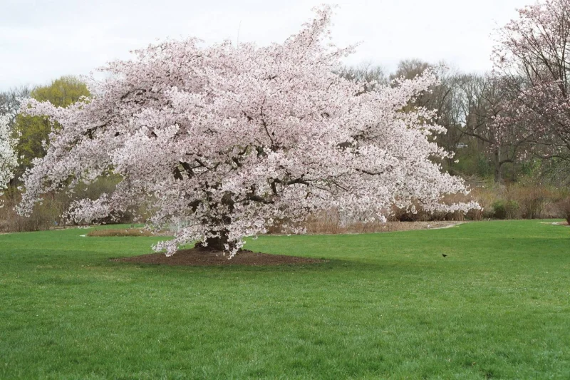 Prunus Hally Jolivette (Sierkers)-1