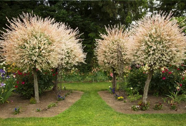 Salix integra Hakuro-Nishiki (Wilg) Salix integra Hakuro-Nishiki (Wilg)