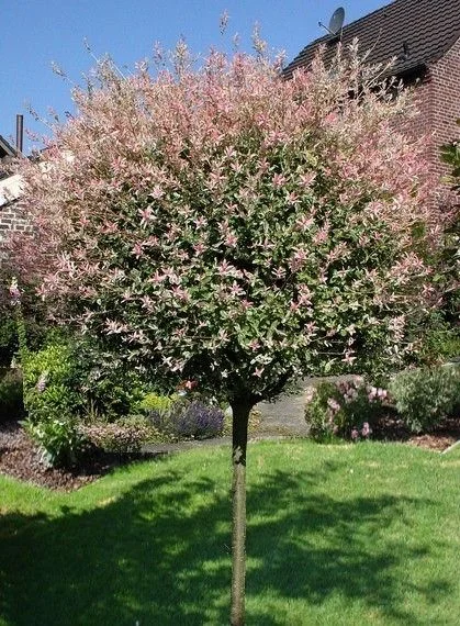 Salix integra Hakuro-Nishiki (Wilg) Salix integra Hakuro-Nishiki (Wilg)