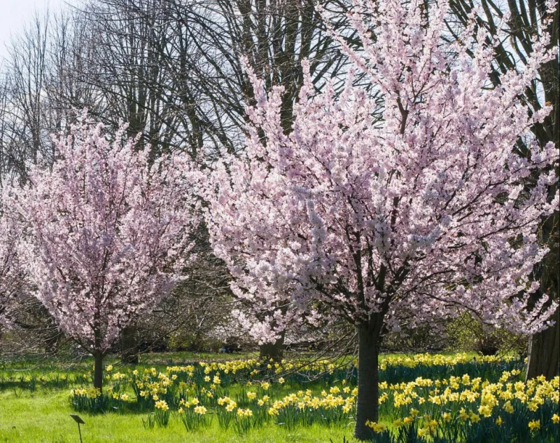 Prunus Pandora (Sierkers)-1