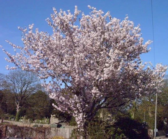 Prunus Spire (Sierkers)-1