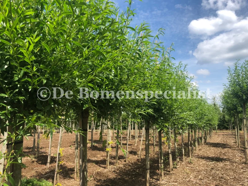 Salix Caprea Kilmarnock (Boswilg)-1