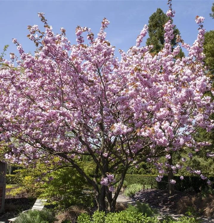 Prunus Trailblazer (Sierkers)-1
