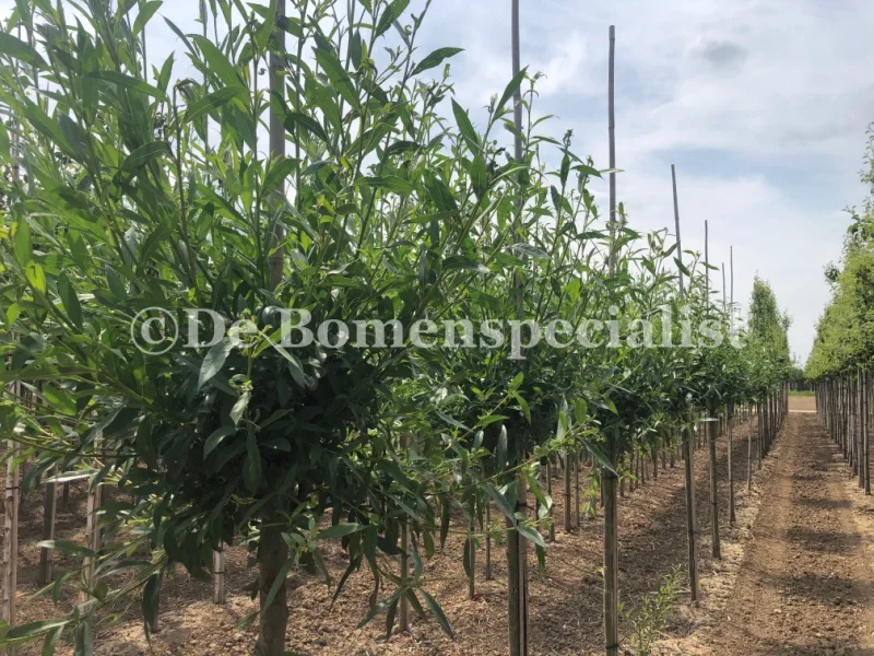 Salix Alba Sericea (Zilverwilg)-2
