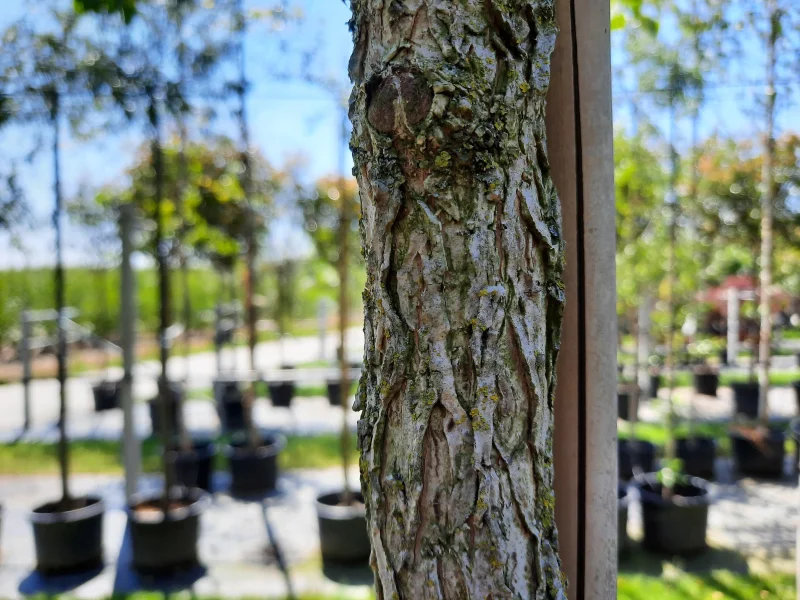 Corylus Colurna Leiboom  (Leihazelnoot)