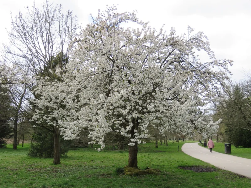 Prunus Umineko (Sierkers)-1
