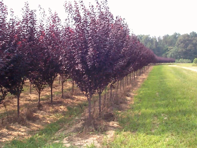 Prunus cerasifera Crimson Pointe (Sierpruim)-1