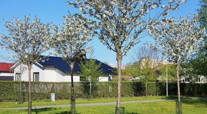 Prunus gondouinii Schnee (Sierkers)-1