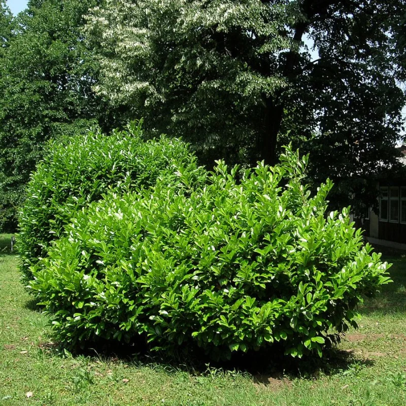 Prunus laurocerasus Mano (Laurier)-1