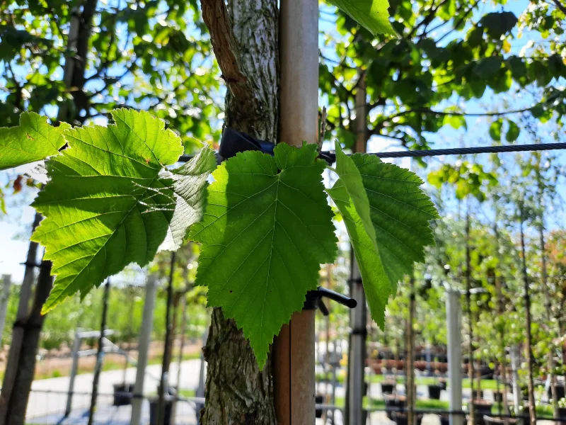 Corylus Colurna Leiboom  (Leihazelnoot)-2