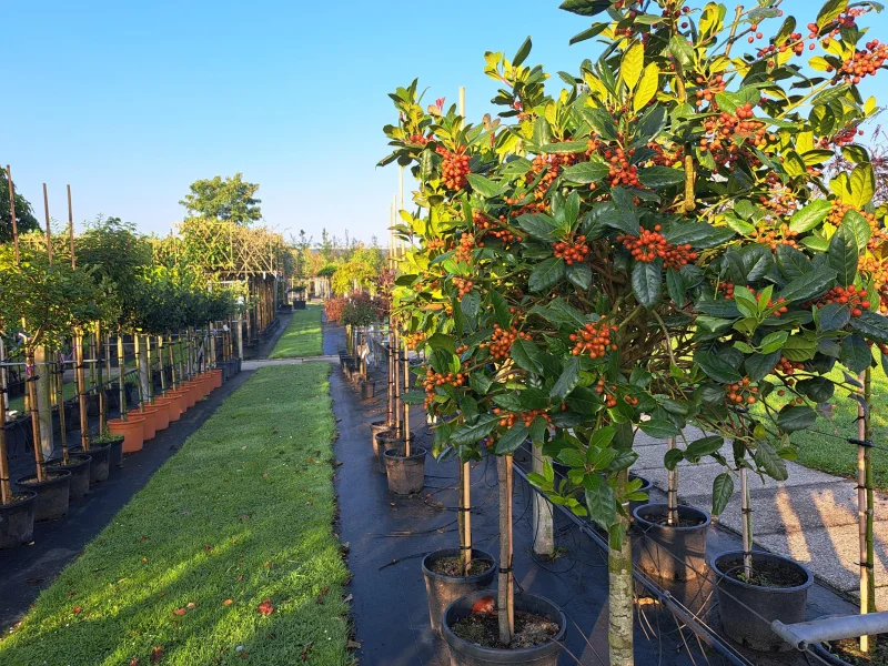 Ilex Nellie Stevens Halfstam (Hulst)