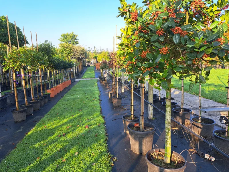 Ilex Nellie Stevens Halfstam (Hulst)