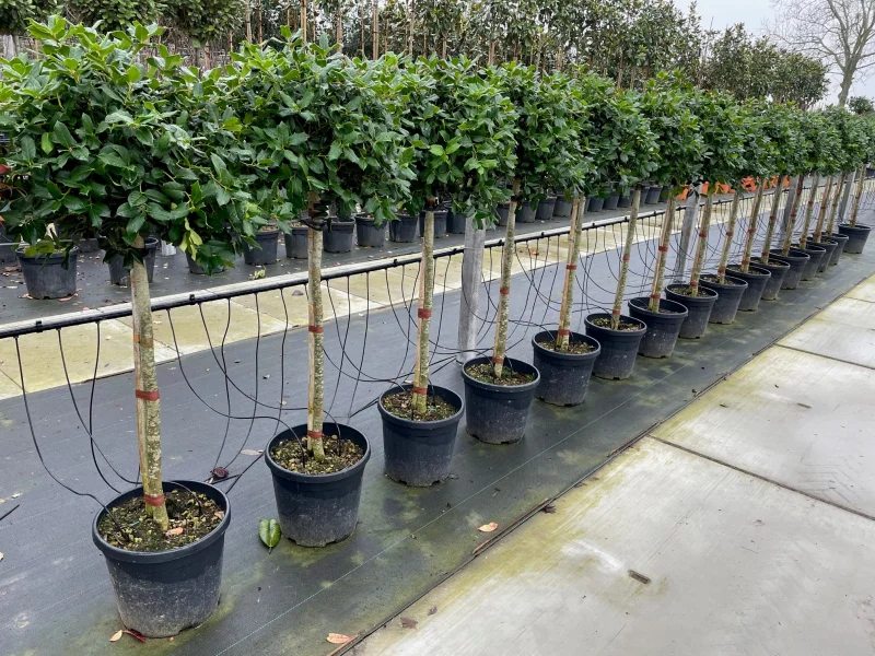 Ilex Nellie Stevens Halfstam (Hulst)-3