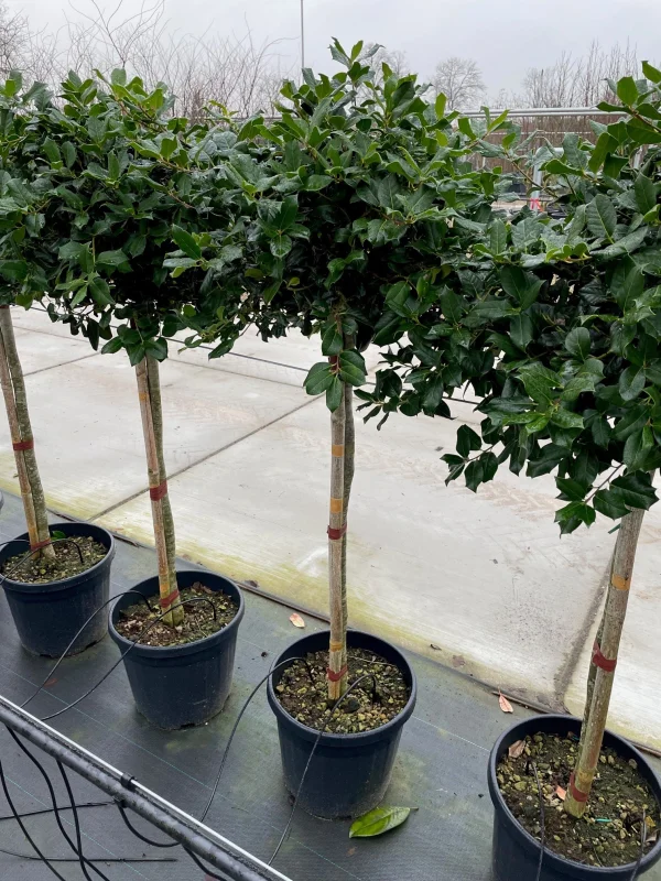 Ilex Nellie Stevens Halfstam (Hulst)-4