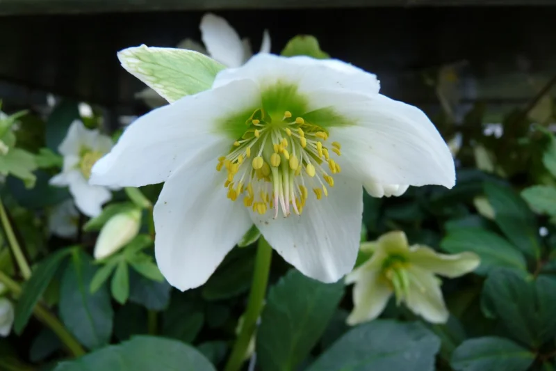 Helleborus Niger (Kerstroos)-1