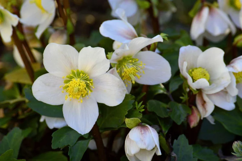 Helleborus Niger (Kerstroos)-2
