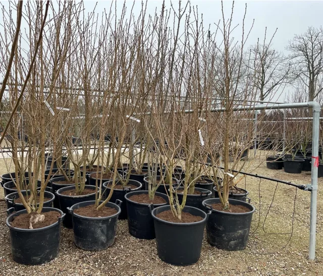Prunus serrulata Sunset Boulevard Meerstammig (Sierkers)