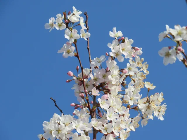 Prunus serrulata Sunset Boulevard Meerstammig (Sierkers)