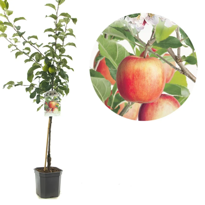 Malus domestica Delcorf Wondertree (Oranjerode Handappel)