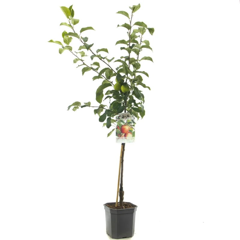 Malus domestica Delcorf Wondertree (Oranjerode Handappel)