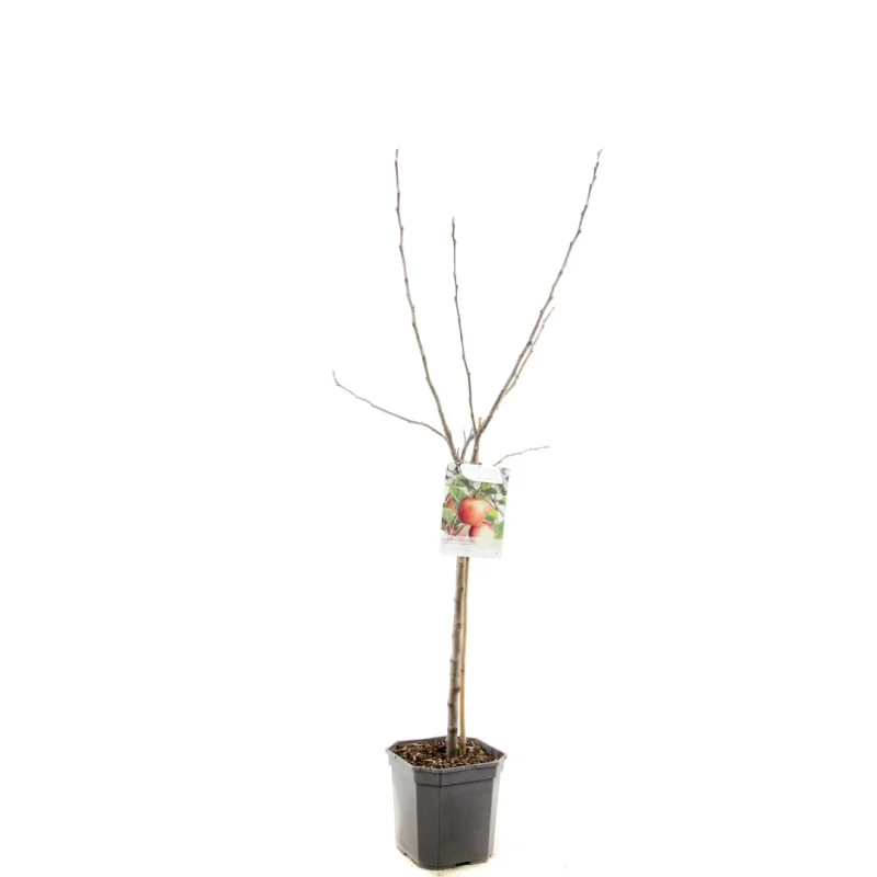 Malus domestica Delcorf Wondertree (Oranjerode Handappel)-3