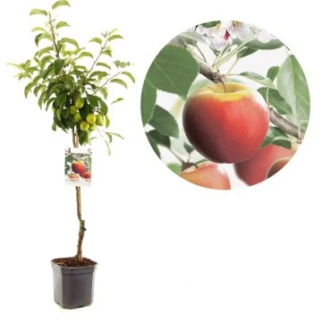 Malus domestica Elstar Wondertree (Rode Herfstappel)-1