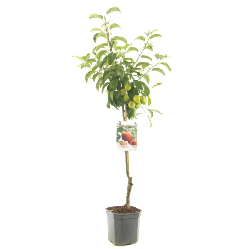 Malus domestica Elstar Wondertree (Rode Herfstappel)