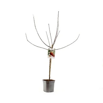 Malus domestica Elstar Wondertree (Rode Herfstappel)-3