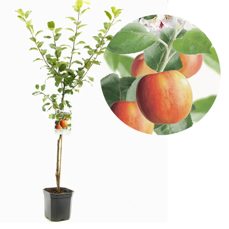 Malus domestica Santana Wondertree (Handappel)