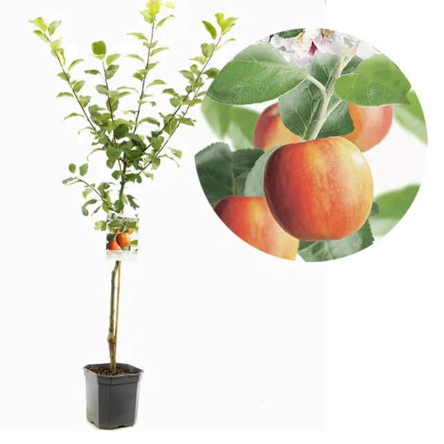 Malus domestica Santana Wondertree (Handappel) Malus domestica Santana Wondertree (Handappel)