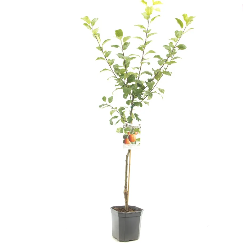 Malus domestica Santana Wondertree (Handappel)