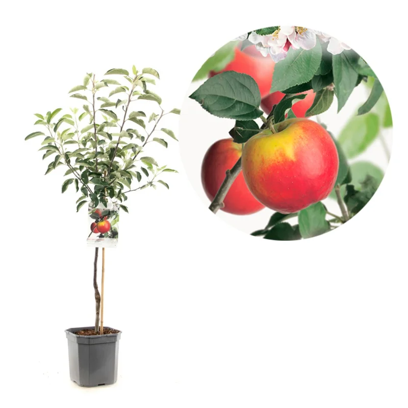 Malus domestica Topaz Wondertree (Lichtrode Handappel)-1
