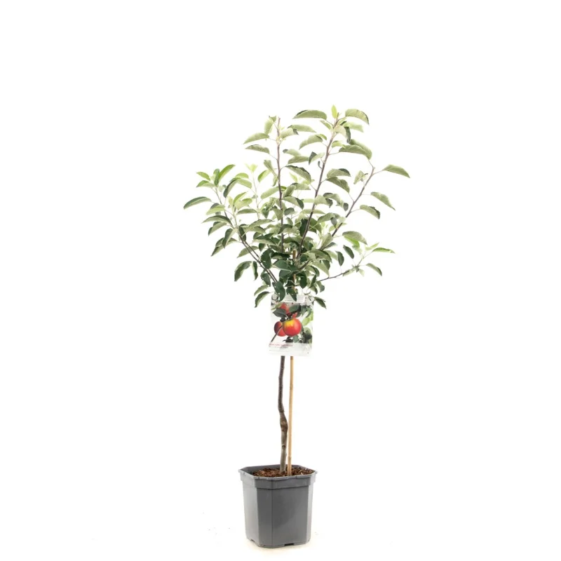 Malus domestica Topaz Wondertree (Lichtrode Handappel)
