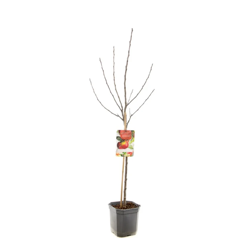 Malus domestica Topaz Wondertree (Lichtrode Handappel)-3