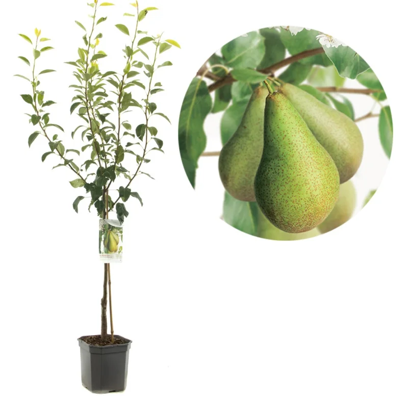 Pyrus communis Conference Wondertree (Handpeer)