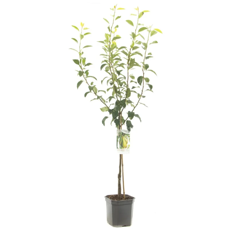 Pyrus communis Conference Wondertree (Handpeer)-2