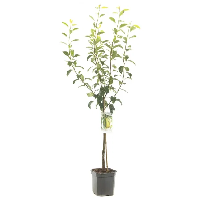 Pyrus communis Conference Wondertree (Handpeer) Pyrus communis Conference Wondertree (Handpeer)