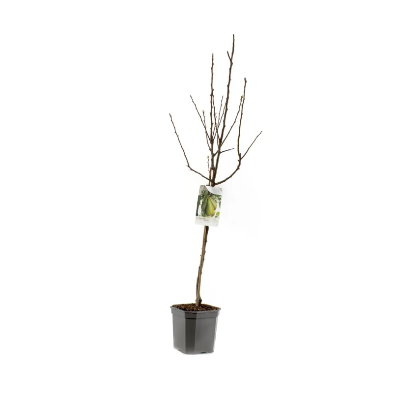 Pyrus communis Conference Wondertree (Handpeer)-3