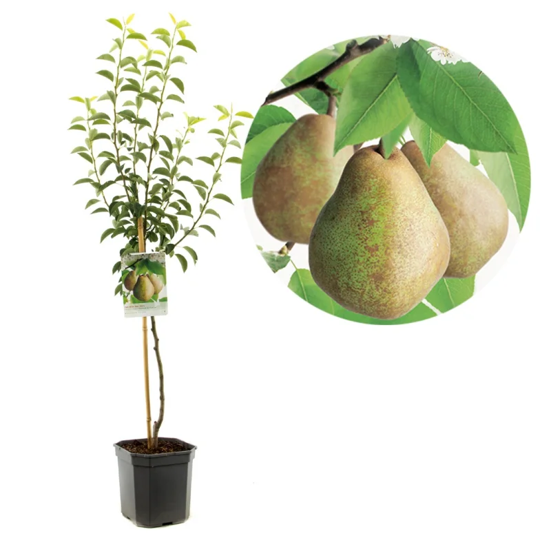 Pyrus communis Doyenné du Comice Wondertree (Handpeer)-1